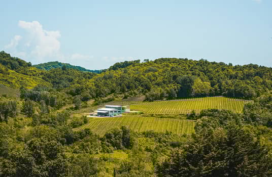 agricola bellaria vineyard