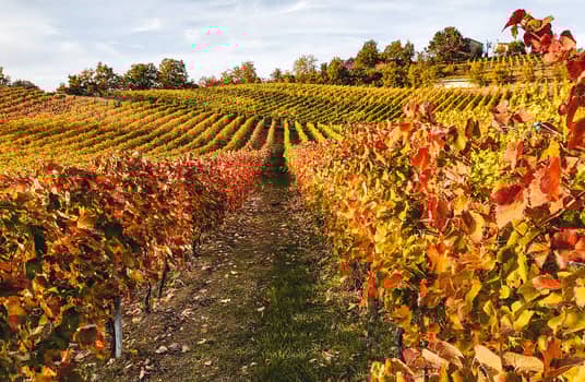 winery borri