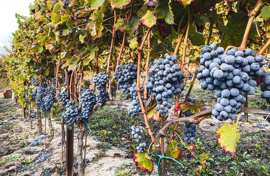 red grapes wineyard roccavinealis