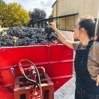 Azienda Vitivinicola Chielisò