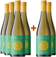 4+2 Talis Pinot Grigio Friuli DOC
