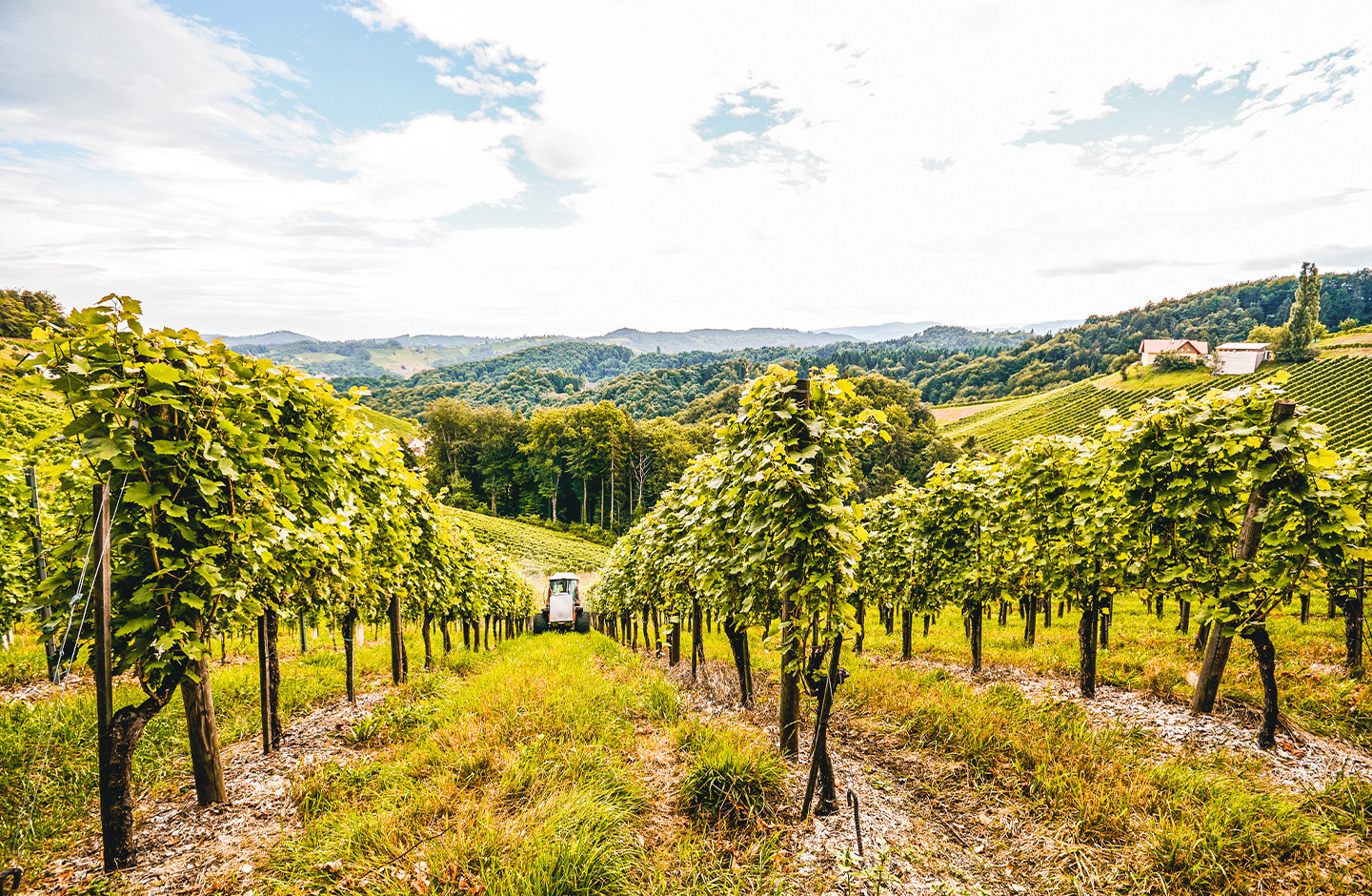 AT_generic_fallback_kit_vineyard_07