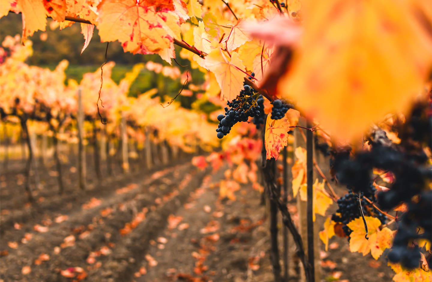 Red Grapes in Autumn