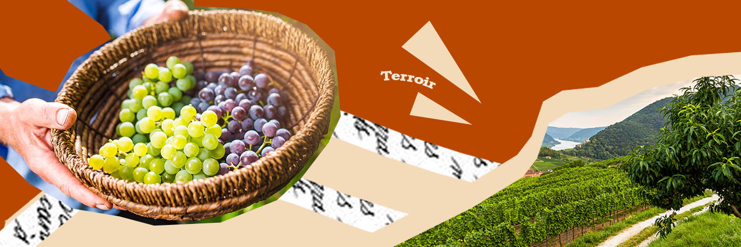 Terroir: vino unico dentro ogni bottiglia, qual è il segreto?