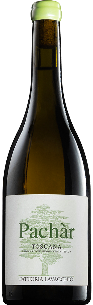 2024 Pàchar Toscana IGP BIO 2024 Pàchar Toscana IGP BIO
